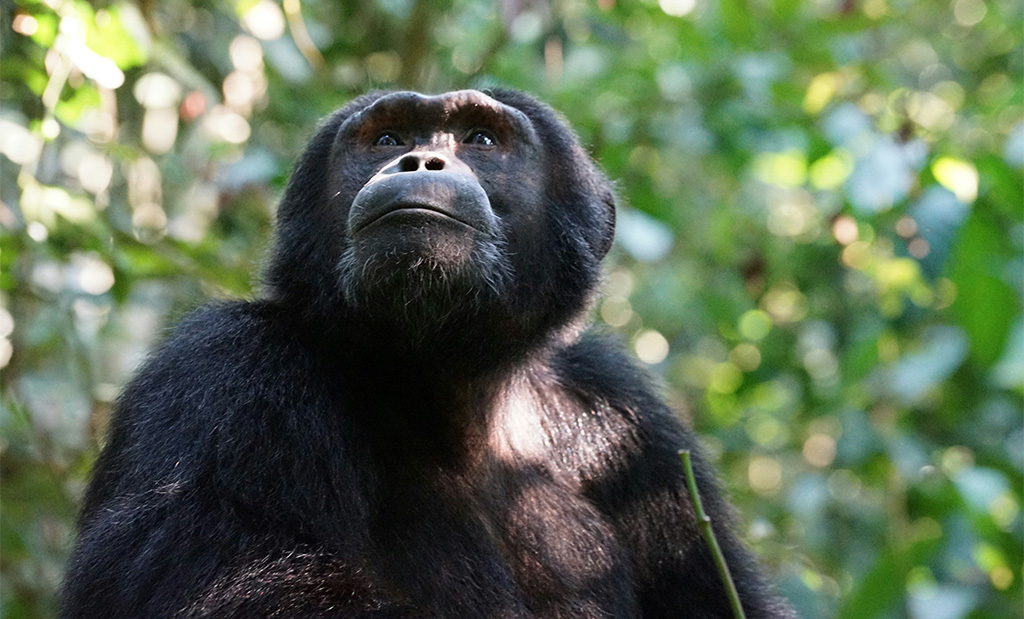 Chimps img