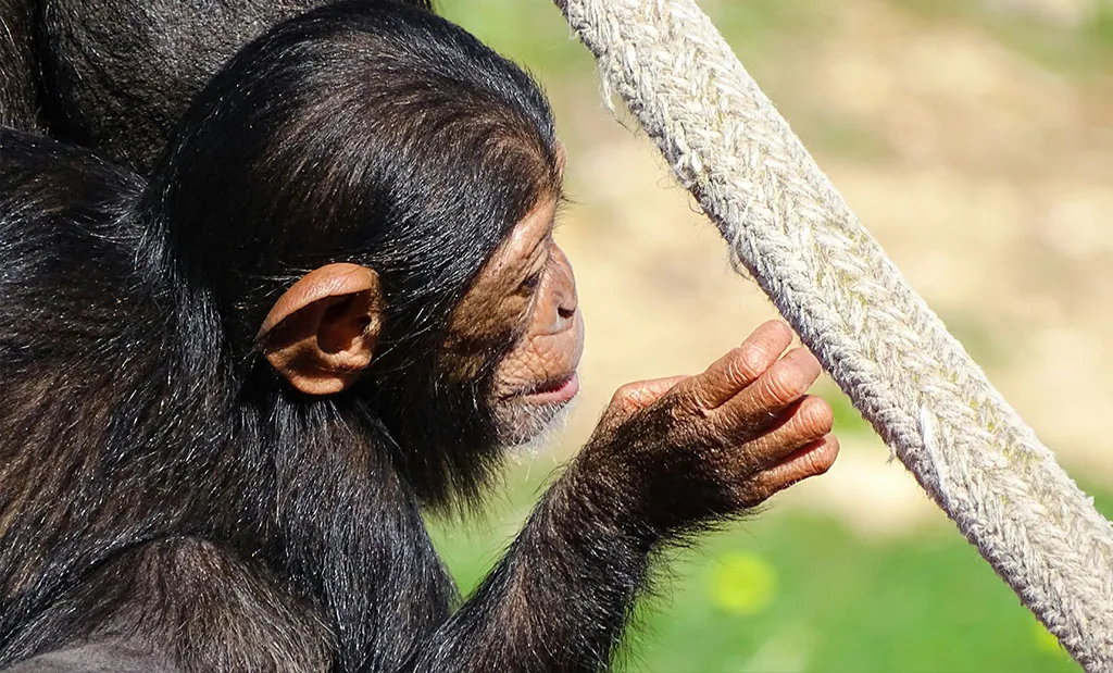 Chimps article img