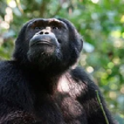 Chimp article thumbnail